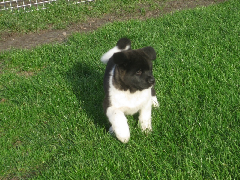 Puppies